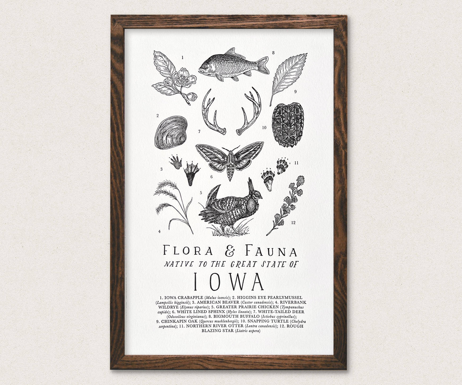 Iowa Flora & Fauna Letterpress Chart