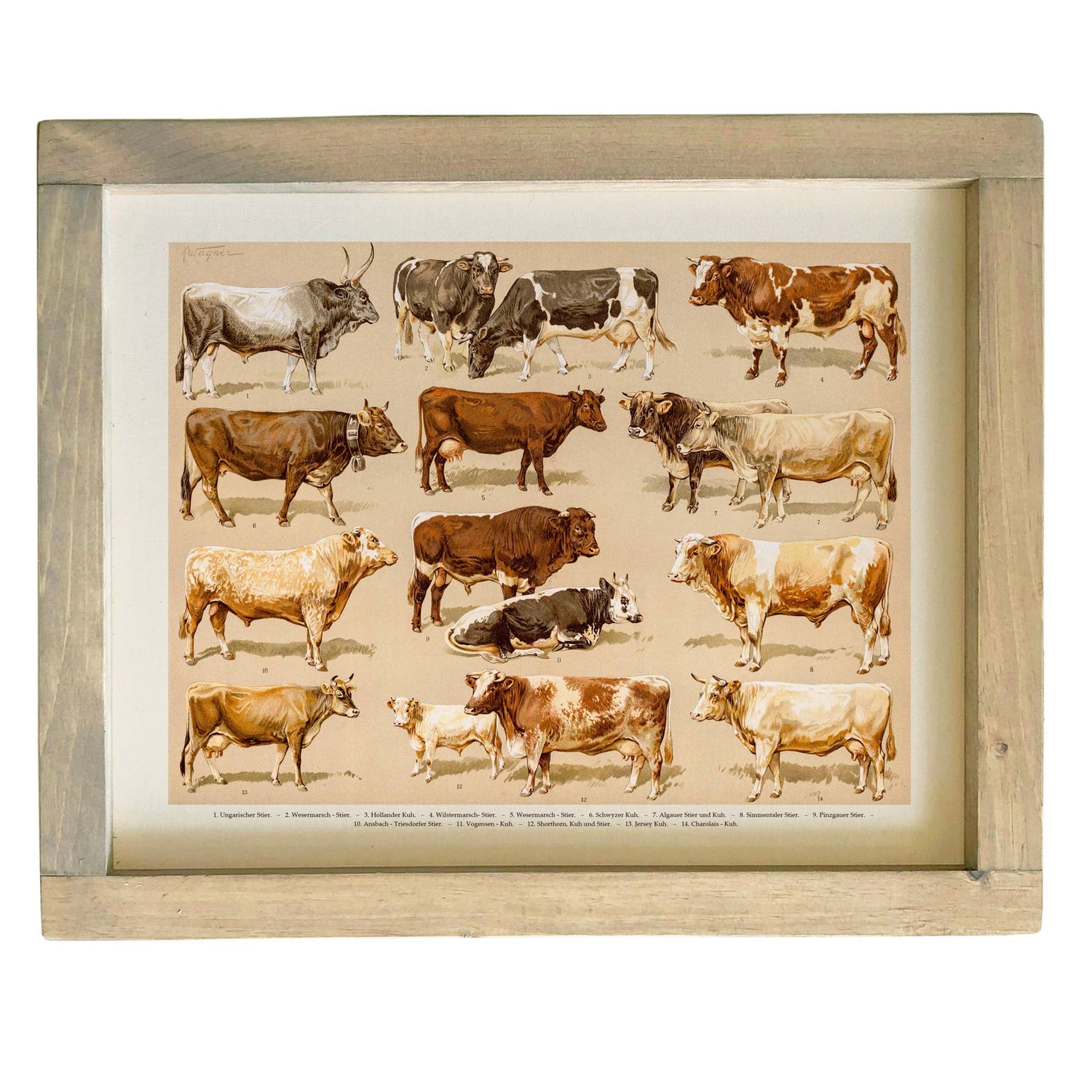 Cow Chart Framed Canvas